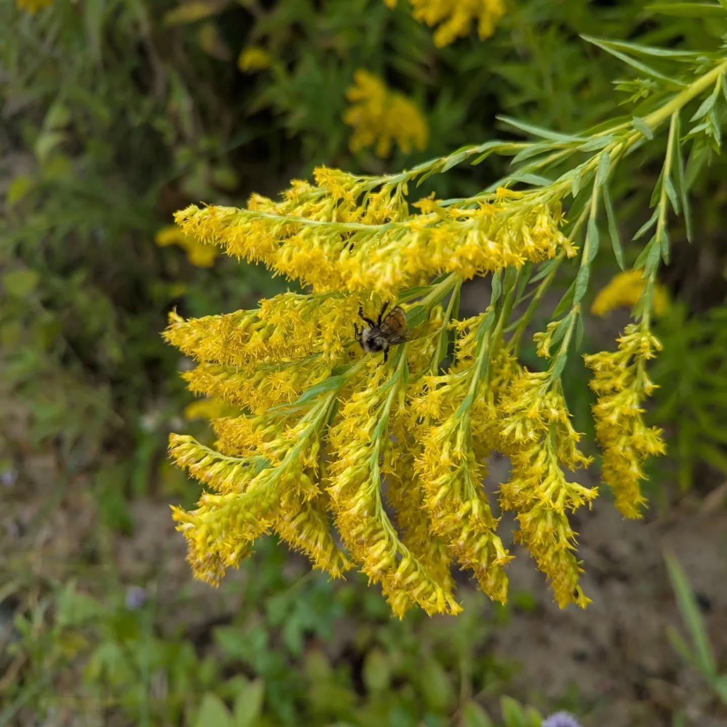 Goldenrod