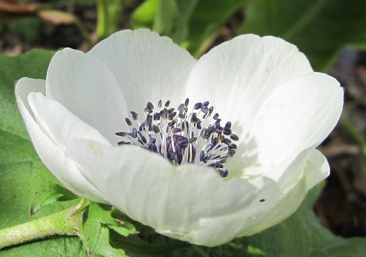 Anemone