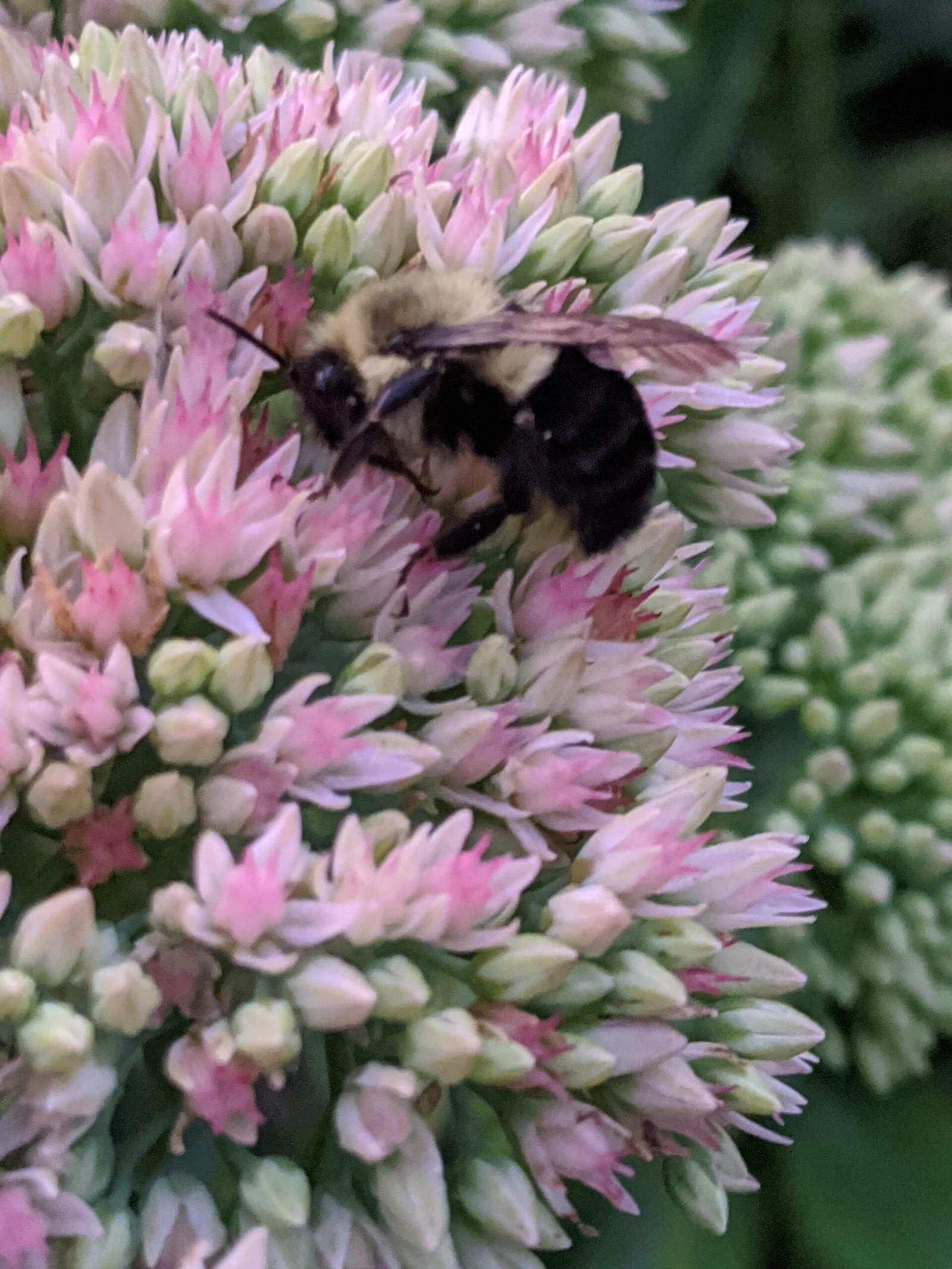 Bumble on Sedum