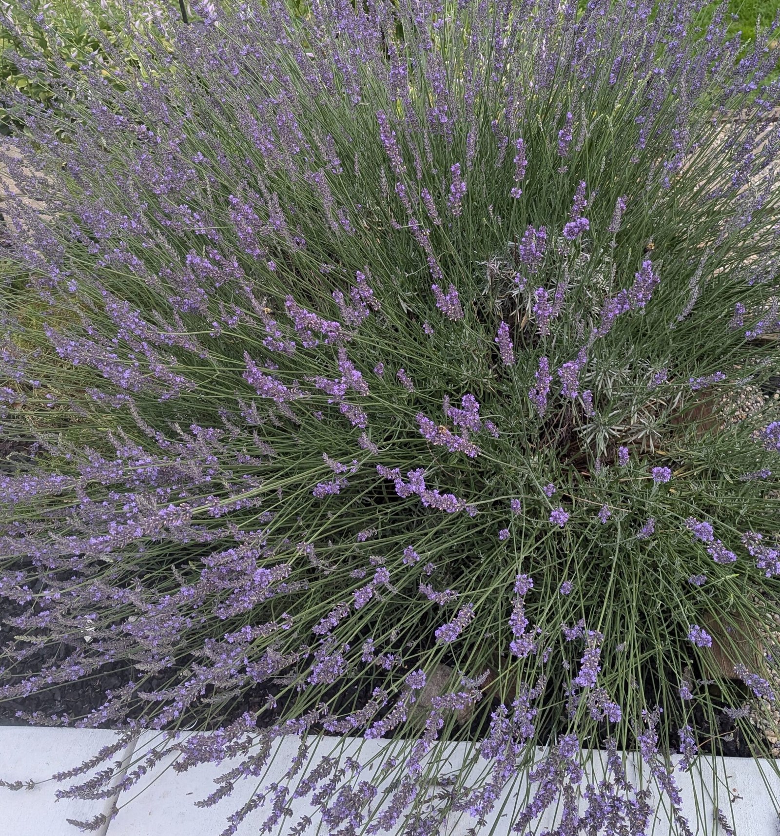 MY Lavender