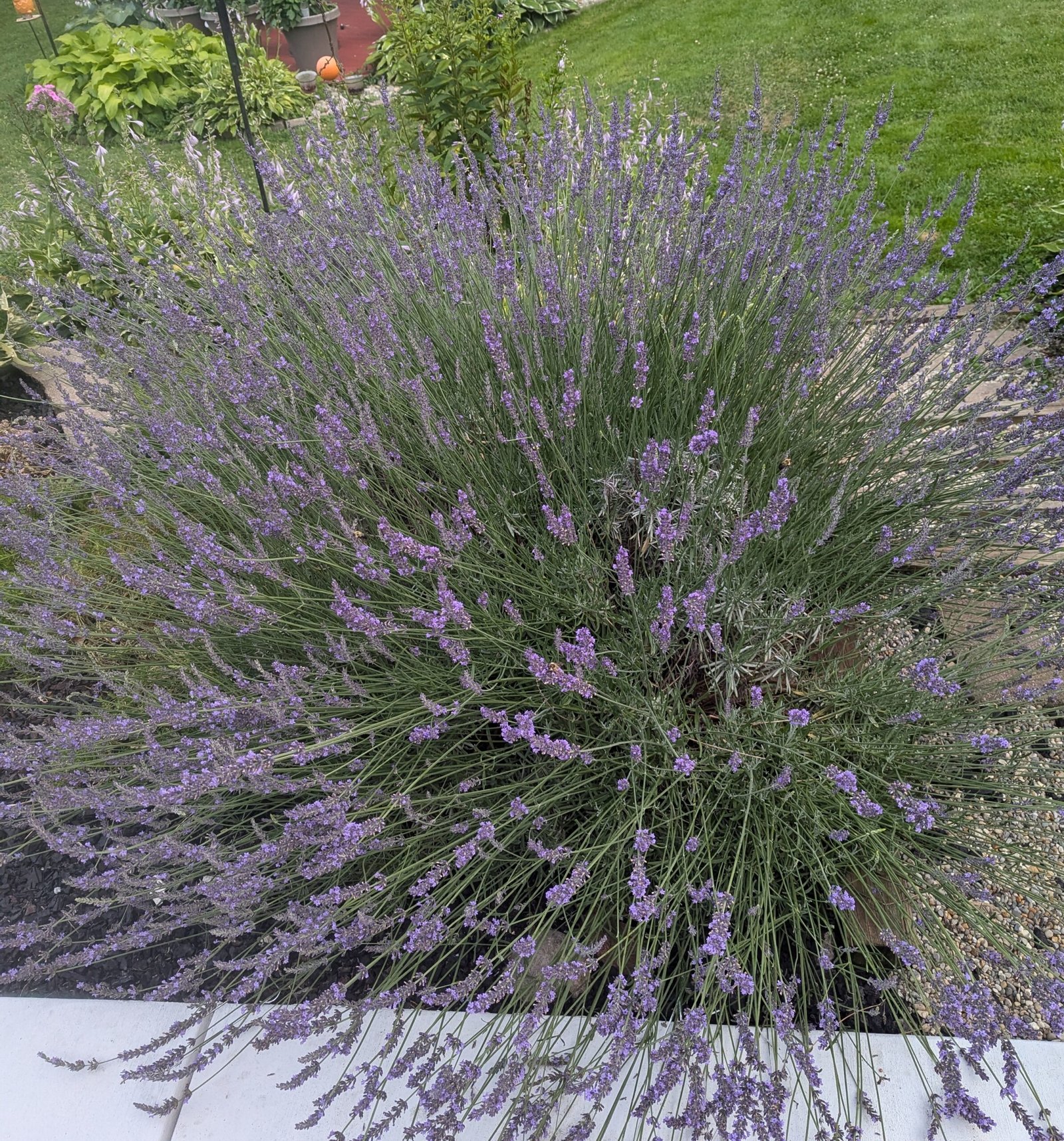 MY Lavender