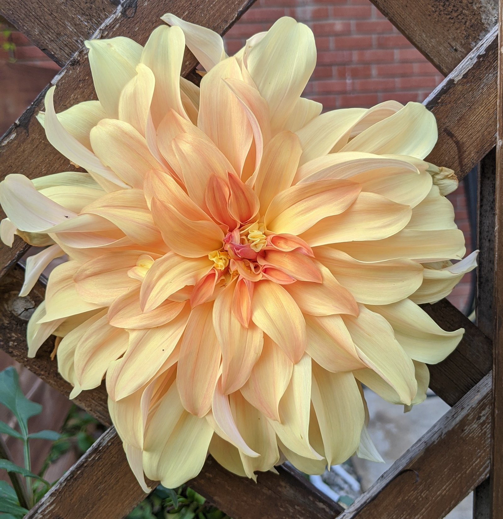 My peach dahlia