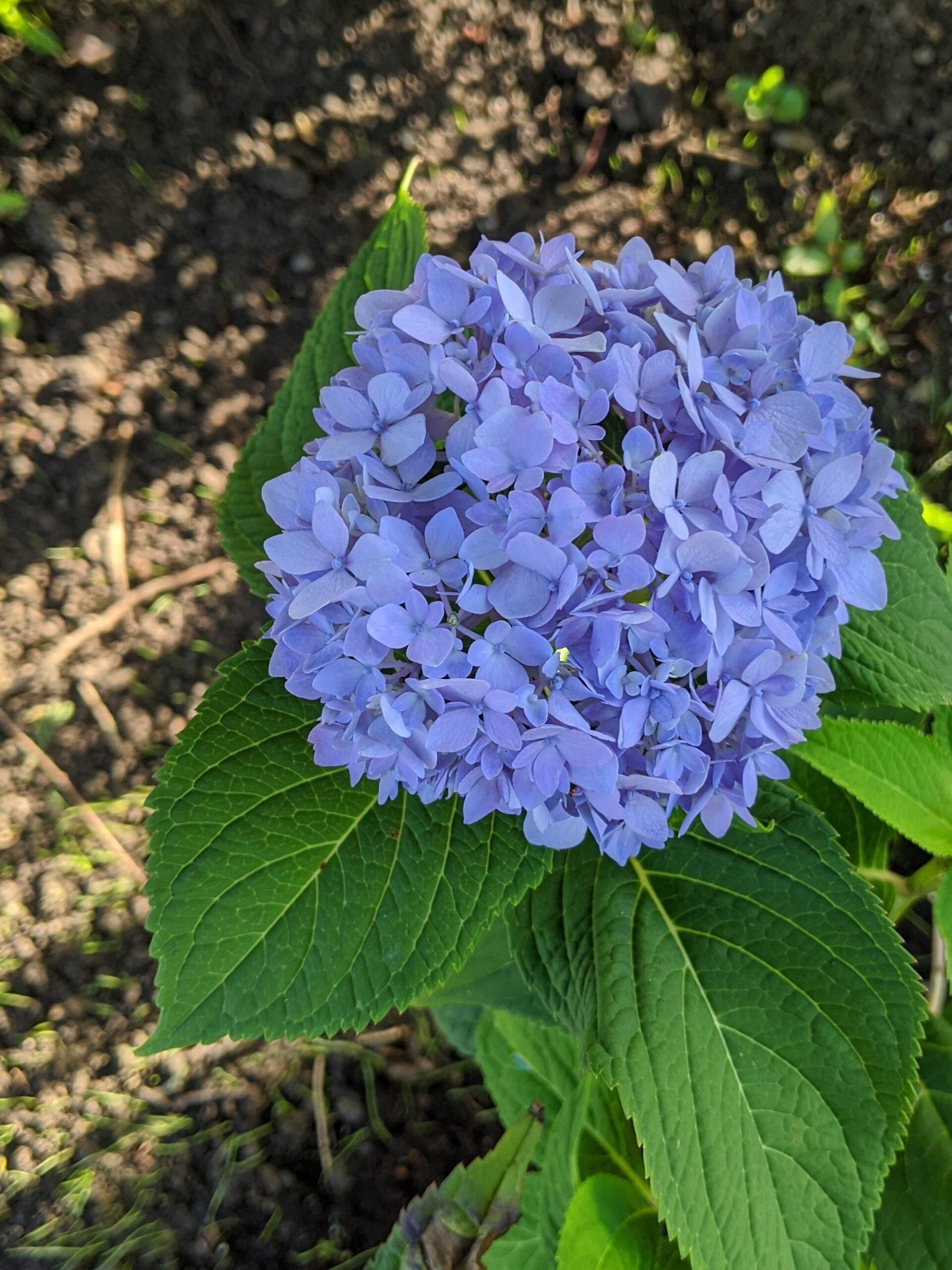Hydrangea