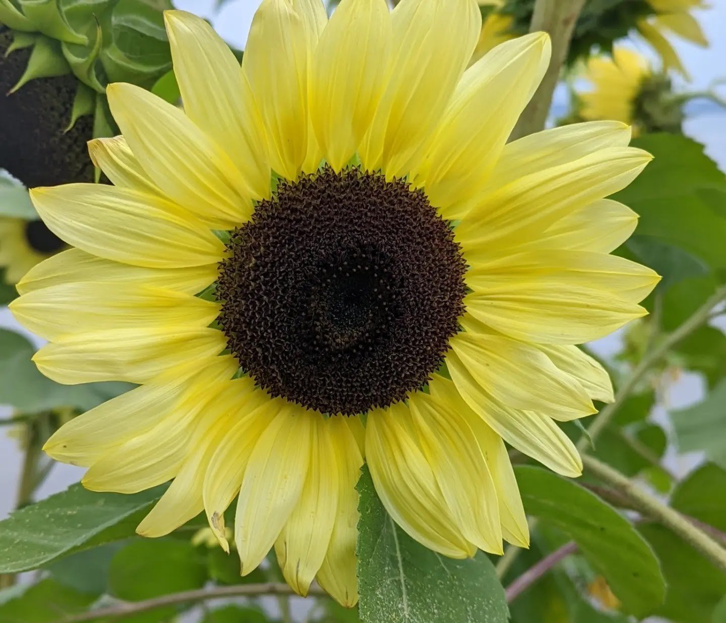 My yellow sunflower