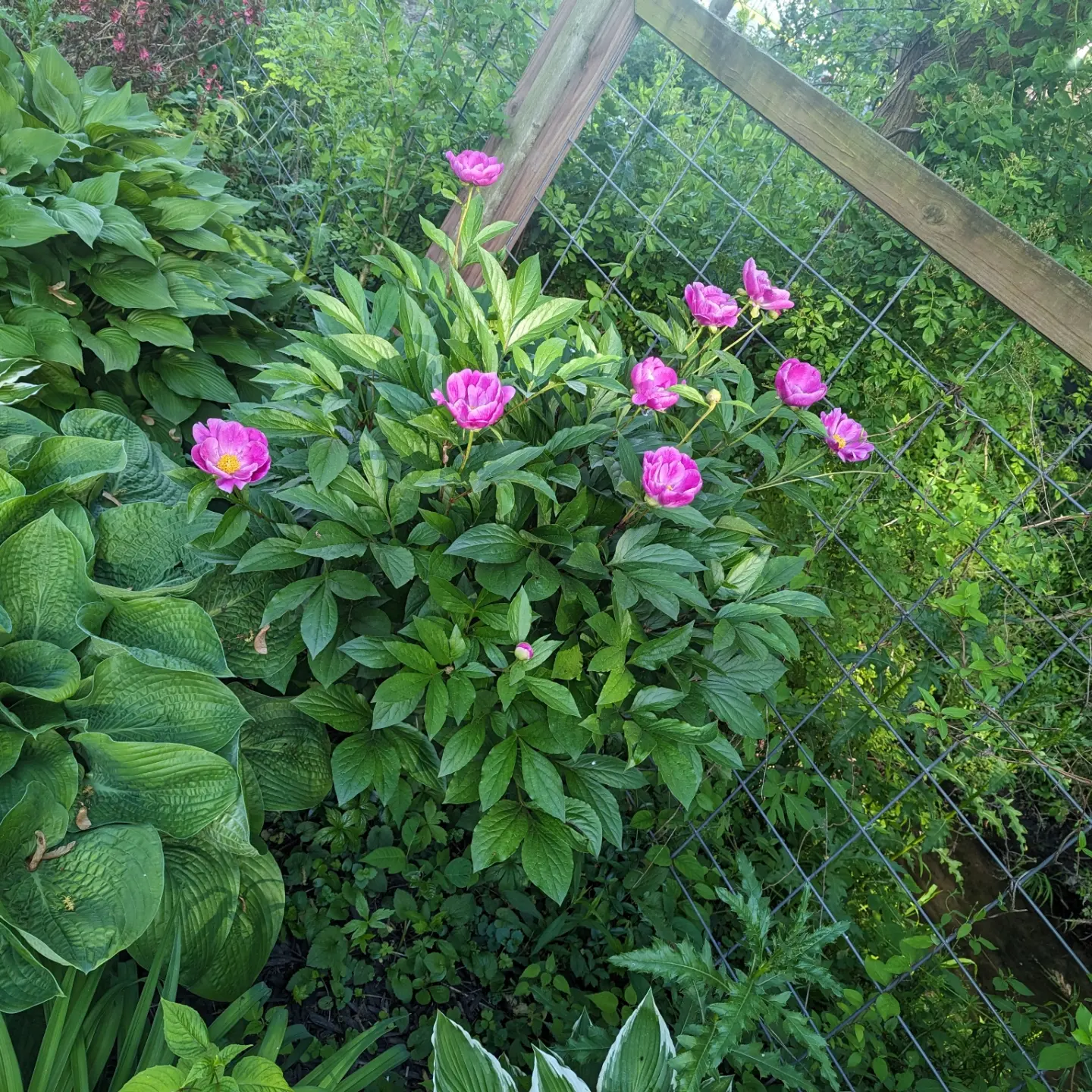 Pink Peony LaSalle