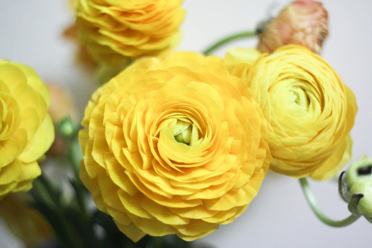 Ranunculus