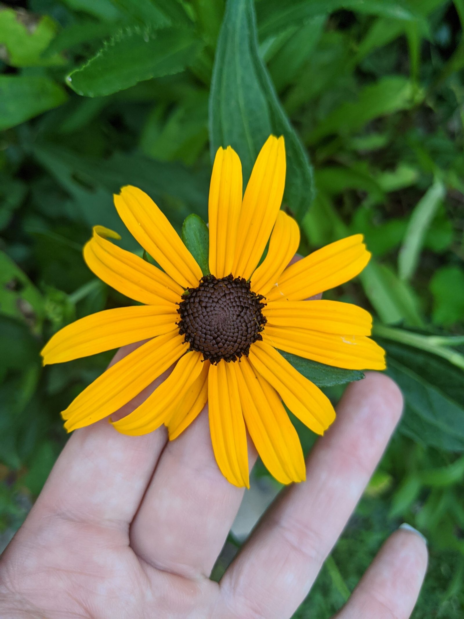 Rudbeckia (Black Eyed Susan)