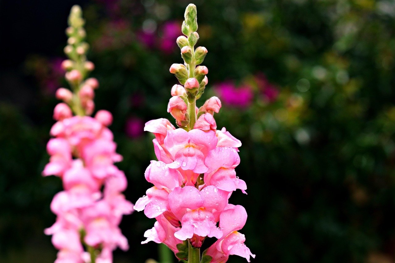 Snapdragon