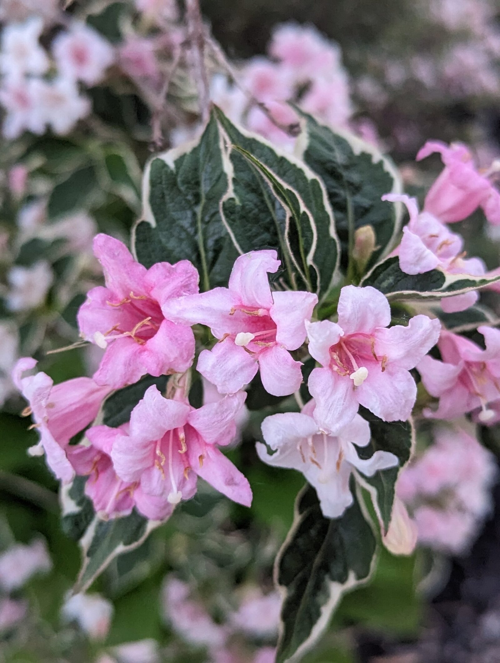 Variegated Weigela