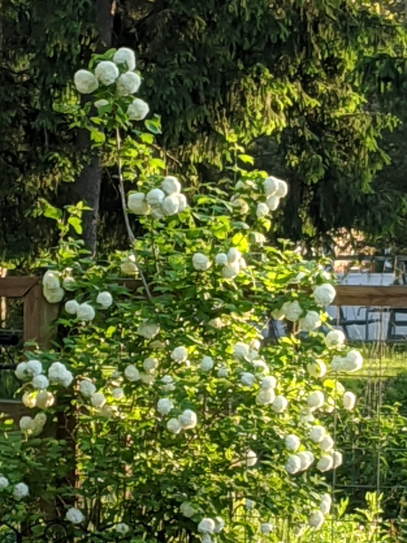 Viburnum (Snowball Bush)