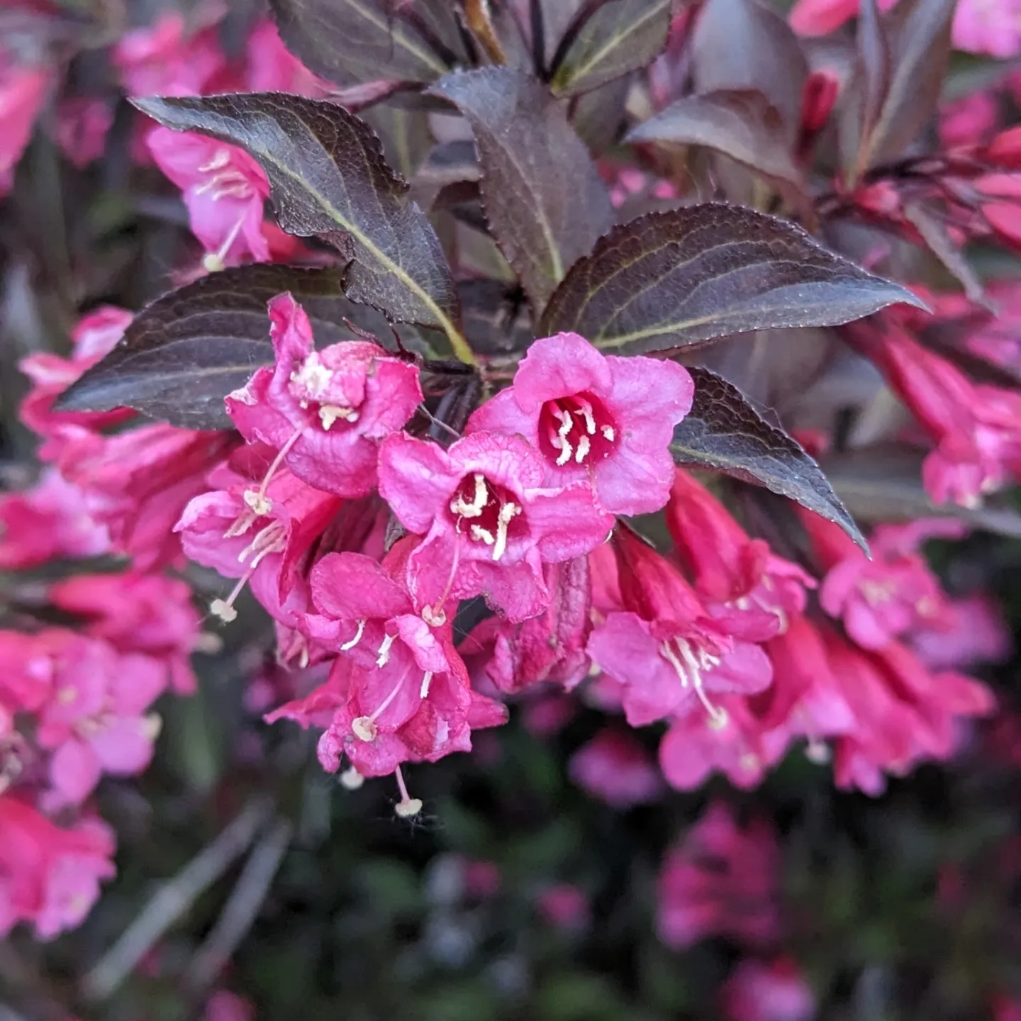 Wine Weigela