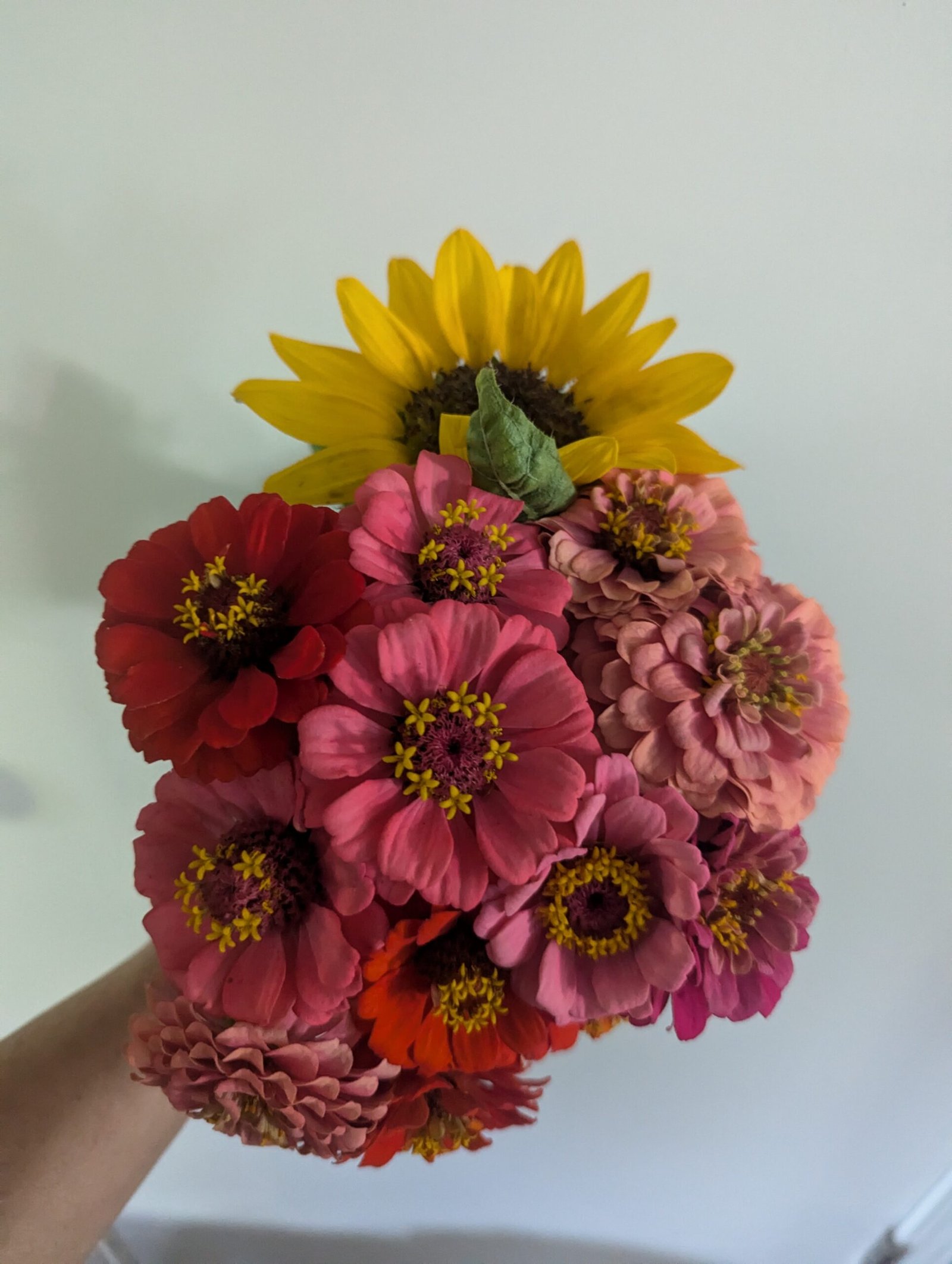 Zinnia bouquet from LaSalle
