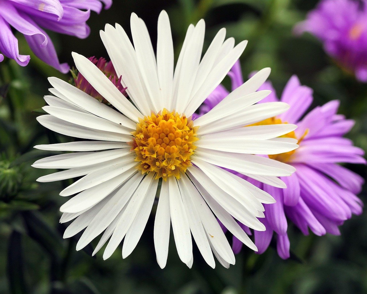 white aster