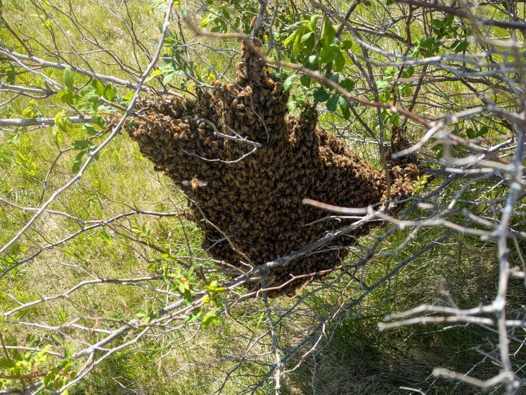 Hive News
