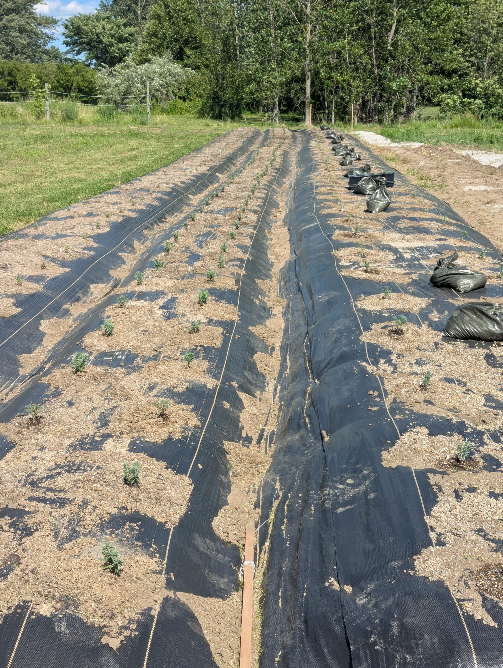 6 rows lavender install 2026
