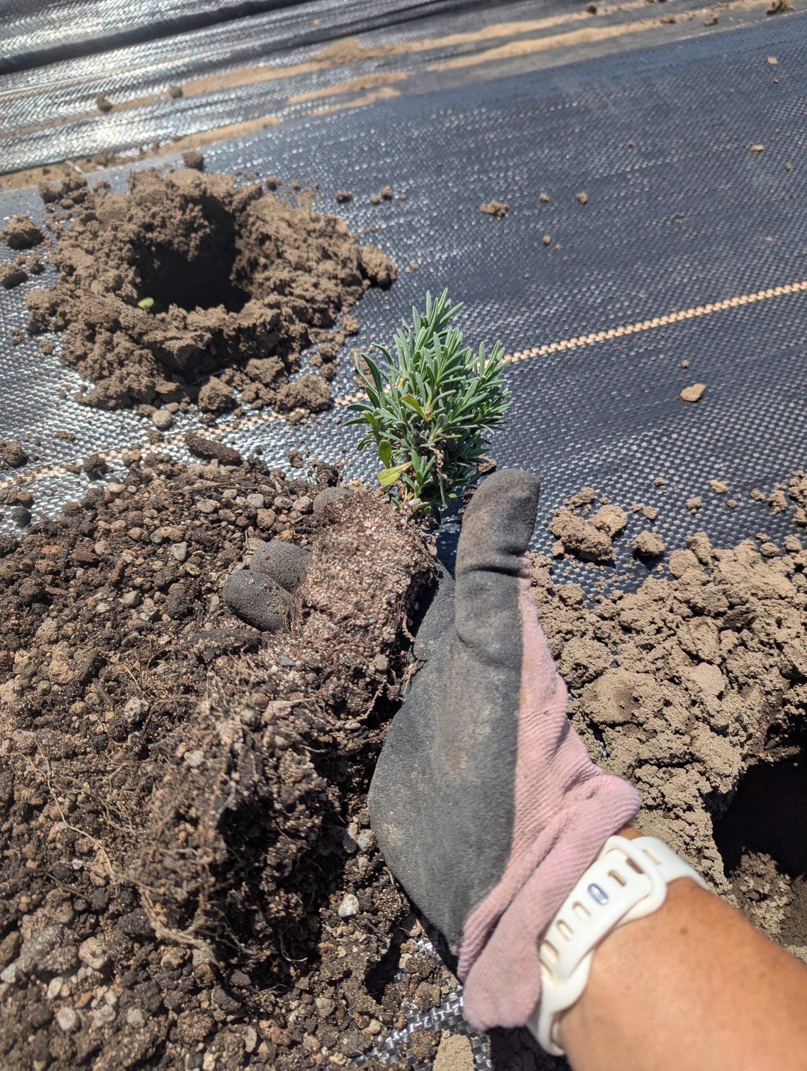 Lavender Plug Roots 2026