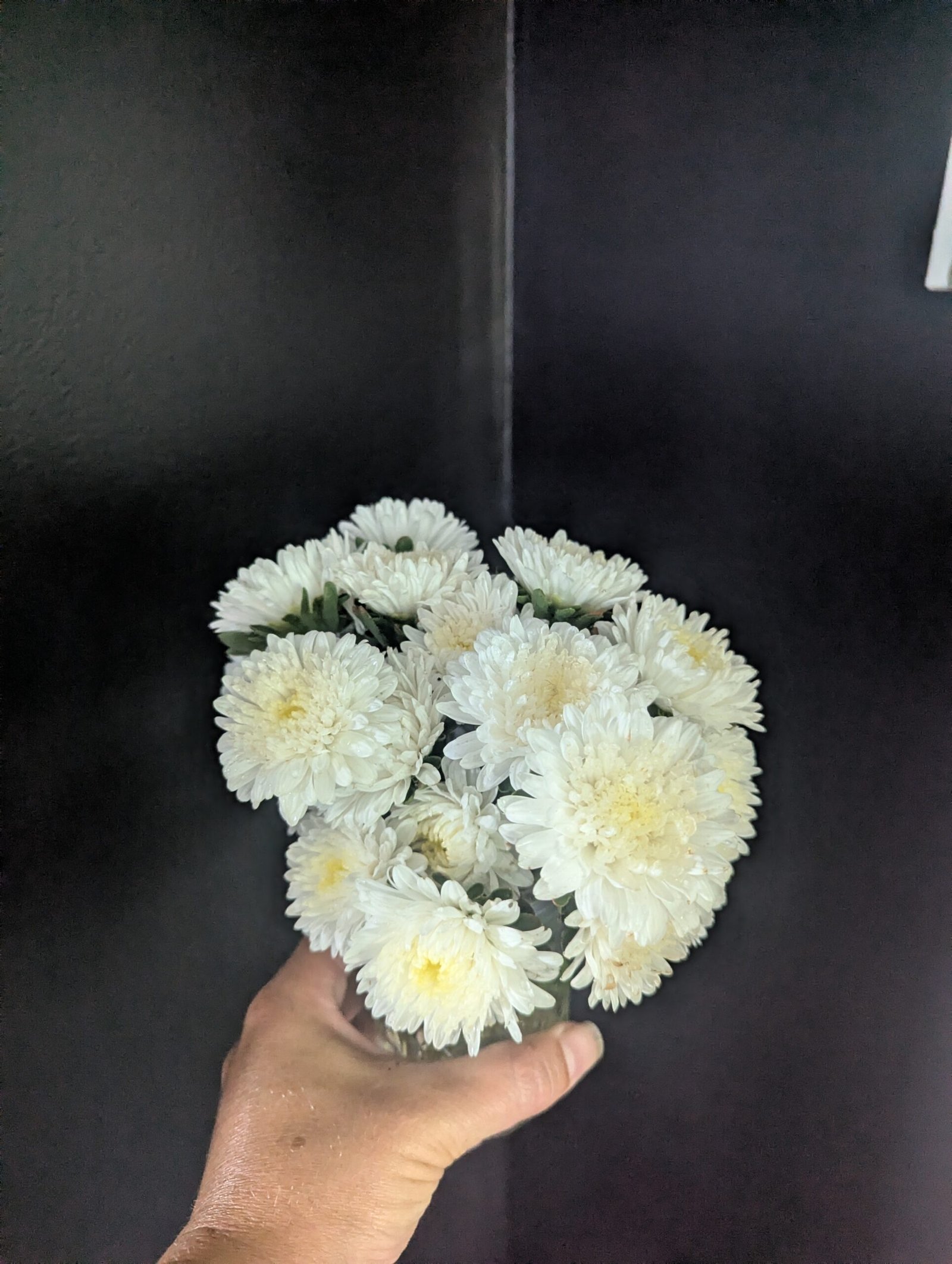 1st Flowers - Chinese Aster