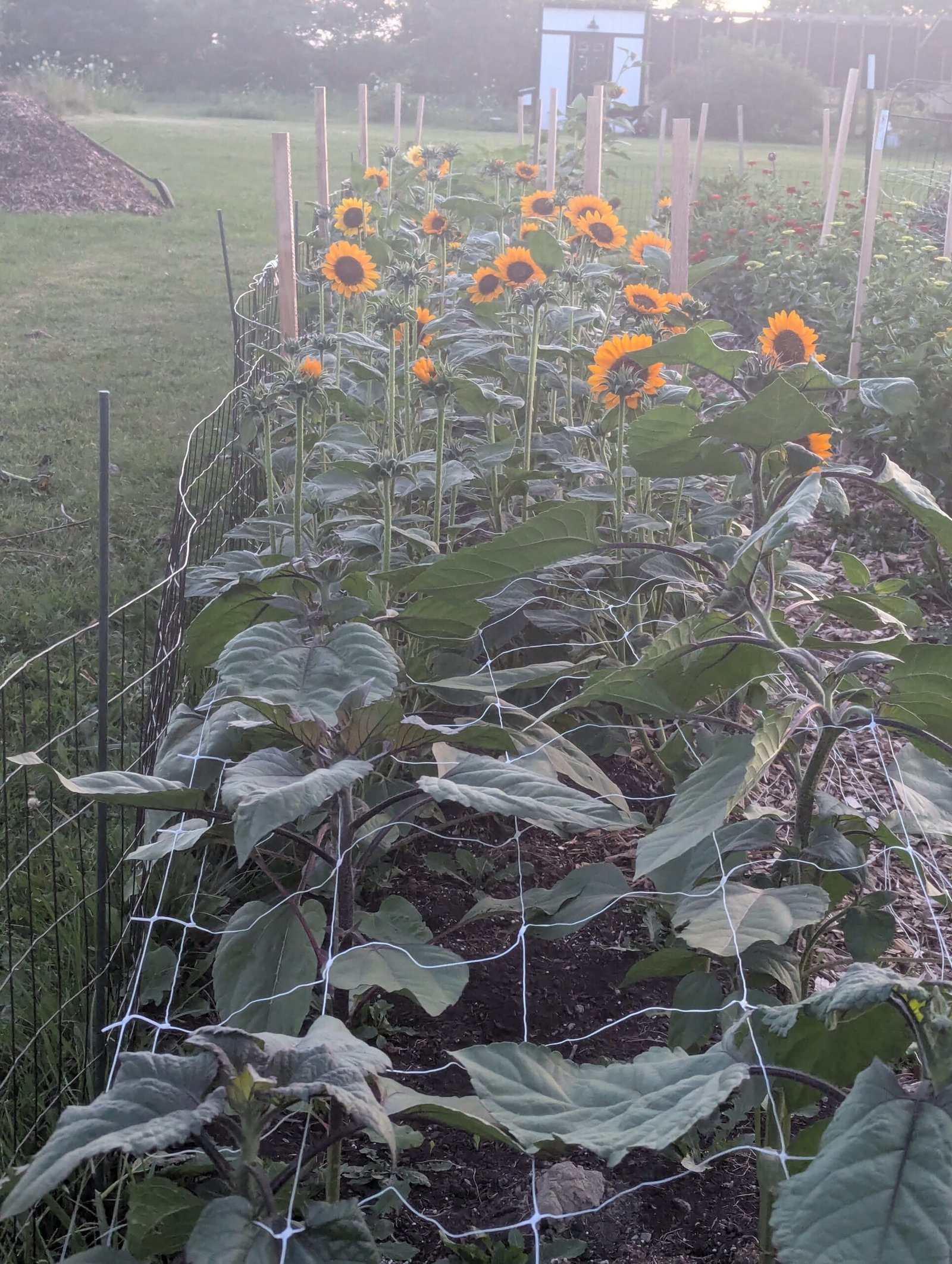 1st Flowers - Sunflowers 2026