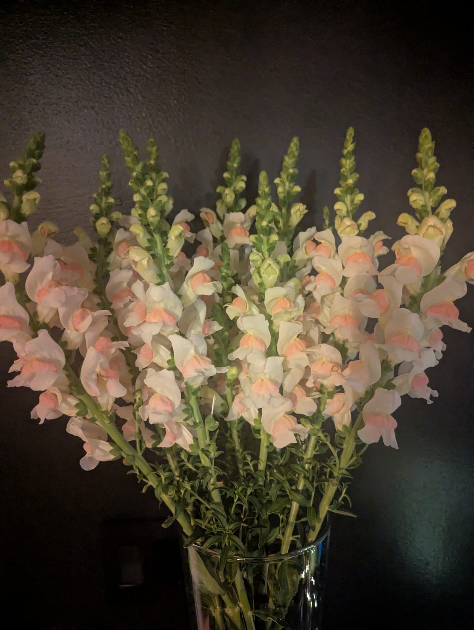 1st Flowers - first Snapdragons